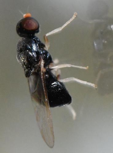 Pachygaster leachii